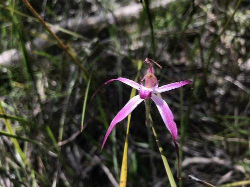 Image of Caladenia harringtoniae by (c) Ann Bentley, some rights reserved (CC BY)