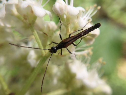 Strangalia acuminata