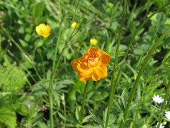 Trollius