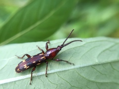 Arrhenodes minutus