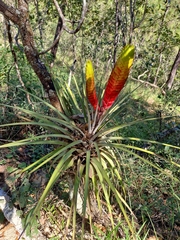 Jalisco Monticola Air Plant (Tillandsia jaliscomonticola)