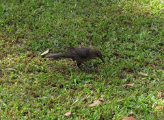 Quiscalus mexicanus