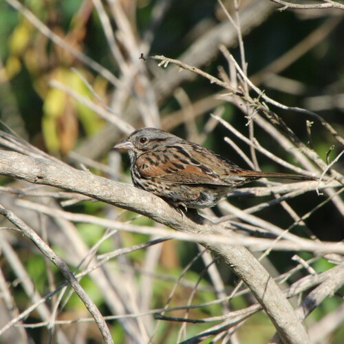 iNaturalist observation photo of Song Sparrow