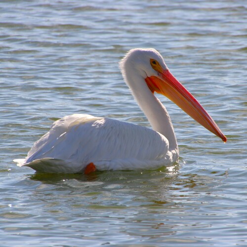iNaturalist observation photo of American White Pelican