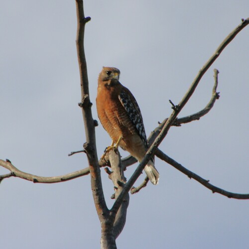 iNaturalist observation photo of Red-shouldered Hawk