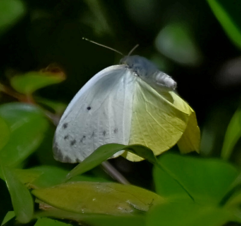 Yellow Migrant
