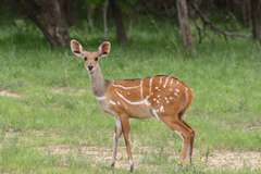 Tragelaphus scriptus