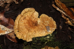 Gloeophyllum striatum