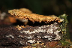 Gloeophyllum striatum