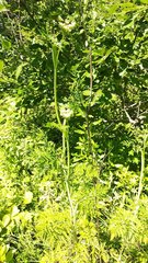 Conioselinum tataricum