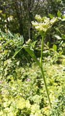 Conioselinum tataricum