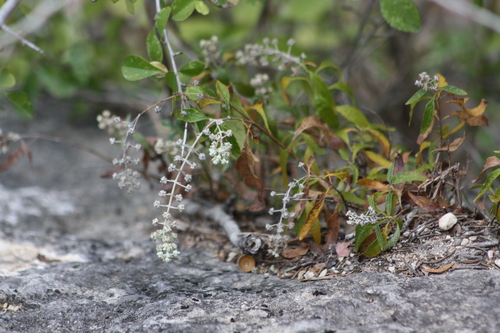 Image of Buddleja racemosa by no rights reserved