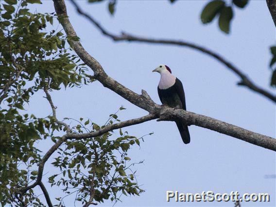 Red-Naped Fruit-Dove