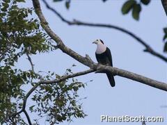 Red-Naped Fruit-Dove photo 1