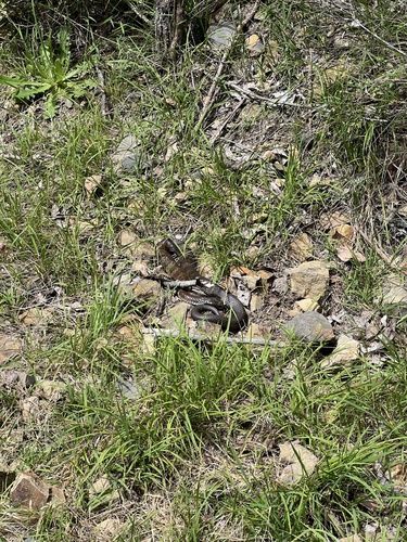 Tiger Snake sighting