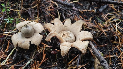Geastrum