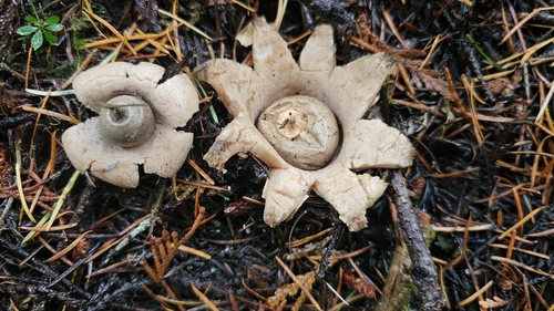 Geastrum (Photo 2 of 3)
