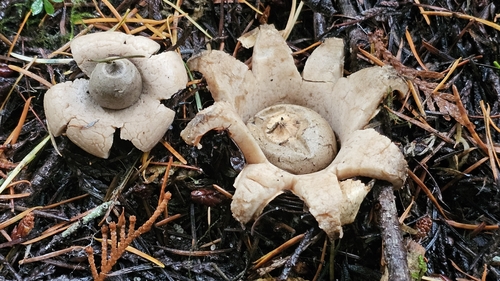 Geastrum (Photo 3 of 3)