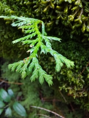 Chamaecyparis formosensis, photograph (c) Jason, some rights reserved (CC BY)