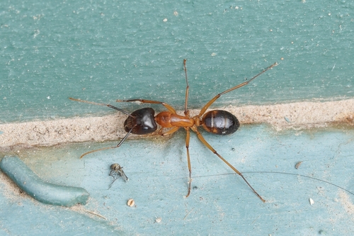 Festinatus-group Carpenter Ants photo 6