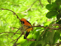 Icterus cucullatus