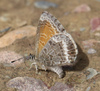 Leptotes callanga - Photo (c) Tom Bentley, some rights reserved (CC BY-NC-ND), uploaded by Tom Bentley
