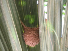 Icterus cucullatus