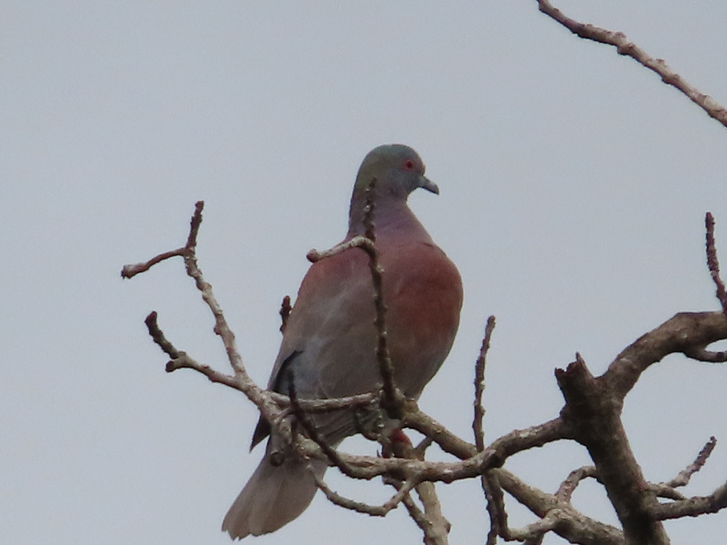 Palevented Pigeon from Los Algarrobos Arriba, Los Algarrobos