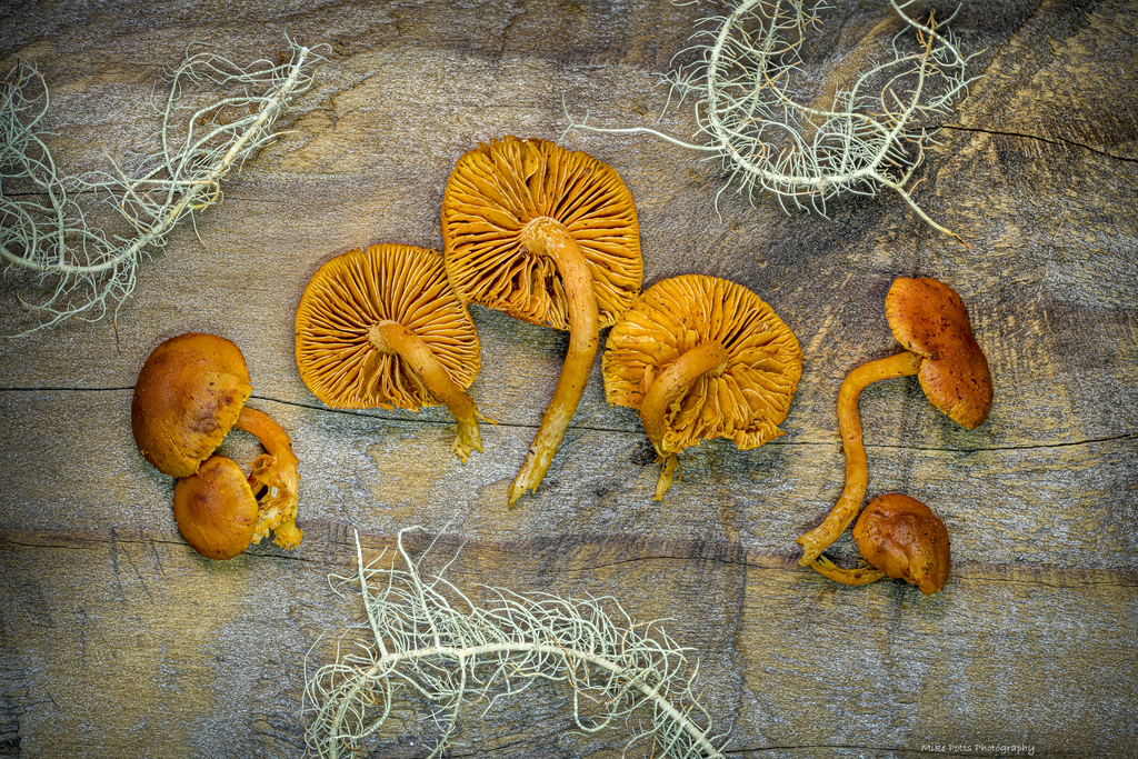Gymnopilus oregonensis