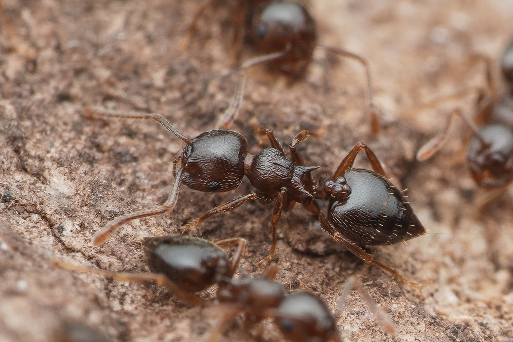 Crematogaster emeryana