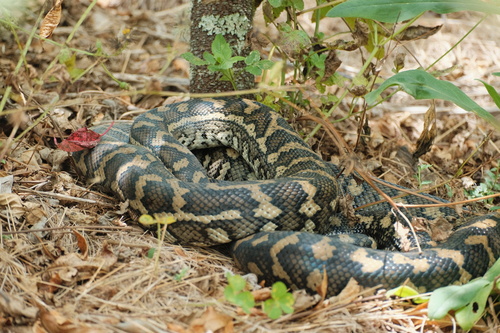Coastal Carpet Python sighting