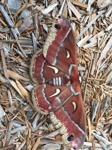 Ceanothus Silk Moth photo 6