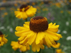 Helenium bigelovii