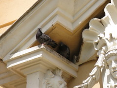 Columba livia domestica