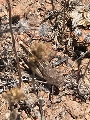 Leprus