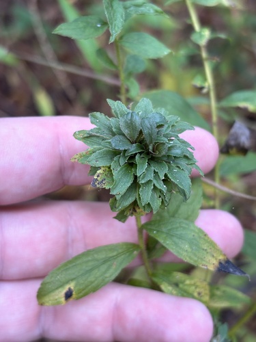 Asphondylia solidaginis photo 4
