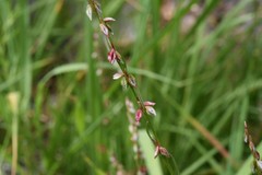 Polygonum douglasii