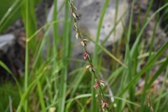 Polygonum douglasii
