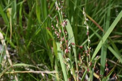 Polygonum douglasii