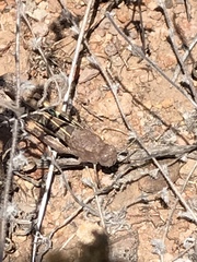 Leprus