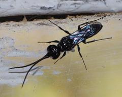 Dolichurus