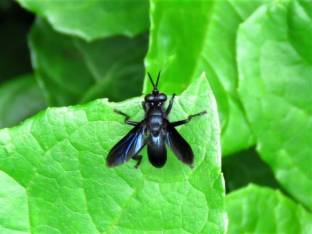 Penthosia satanica