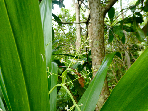 Giant palm-lily (Cordyline manners-suttoniae)
