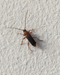 Phymatodes testaceus