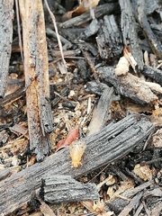 Chaetominettia corollae