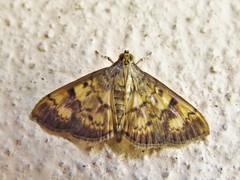 Herpetogramma fluctuosalis