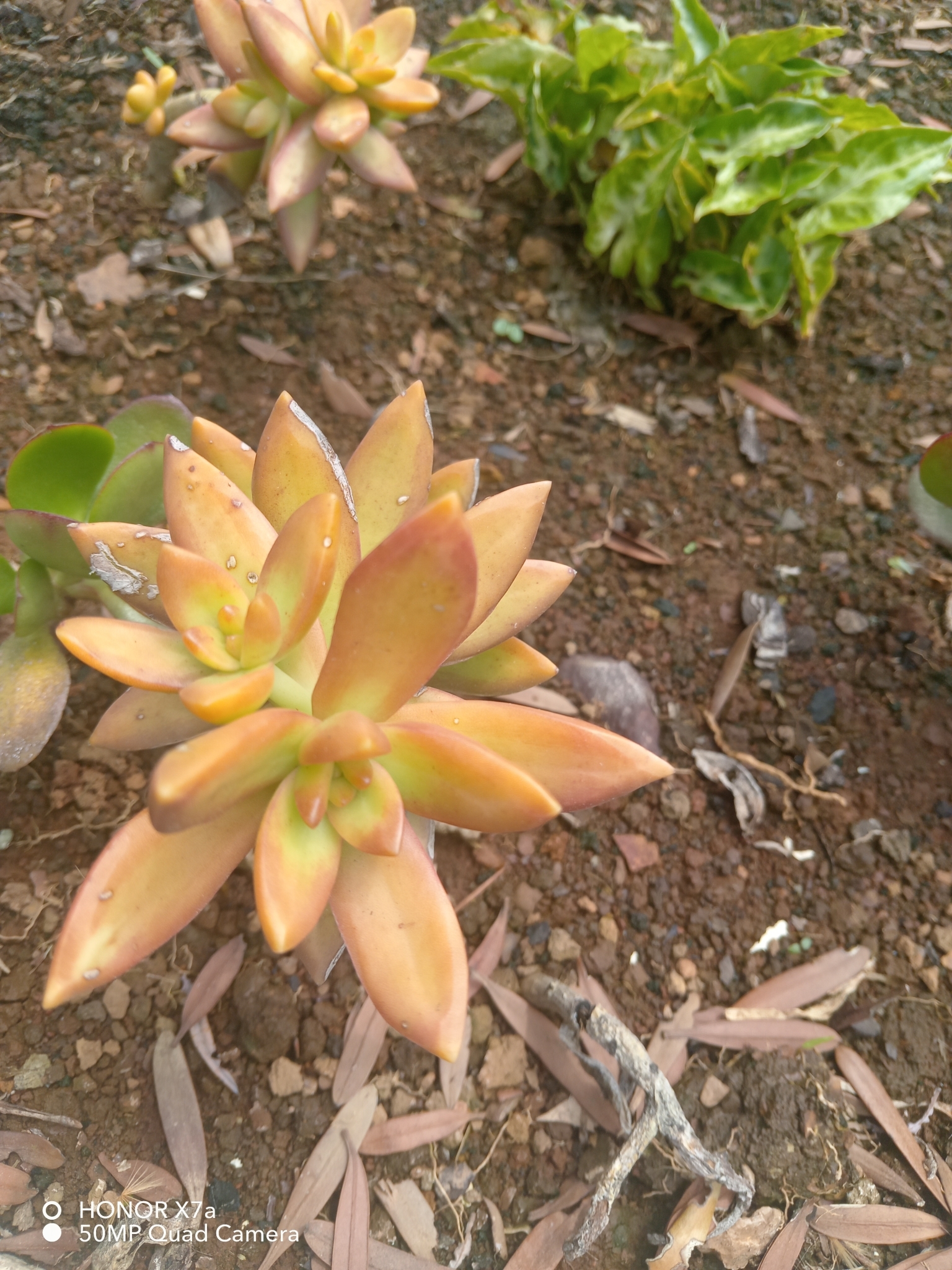Imagem de Sedum rubrotinctum
