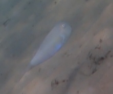 Keel-Head photo 2