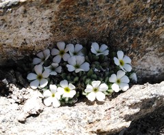 Androsace pubescens