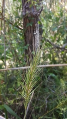 Elymus virginicus halophilus